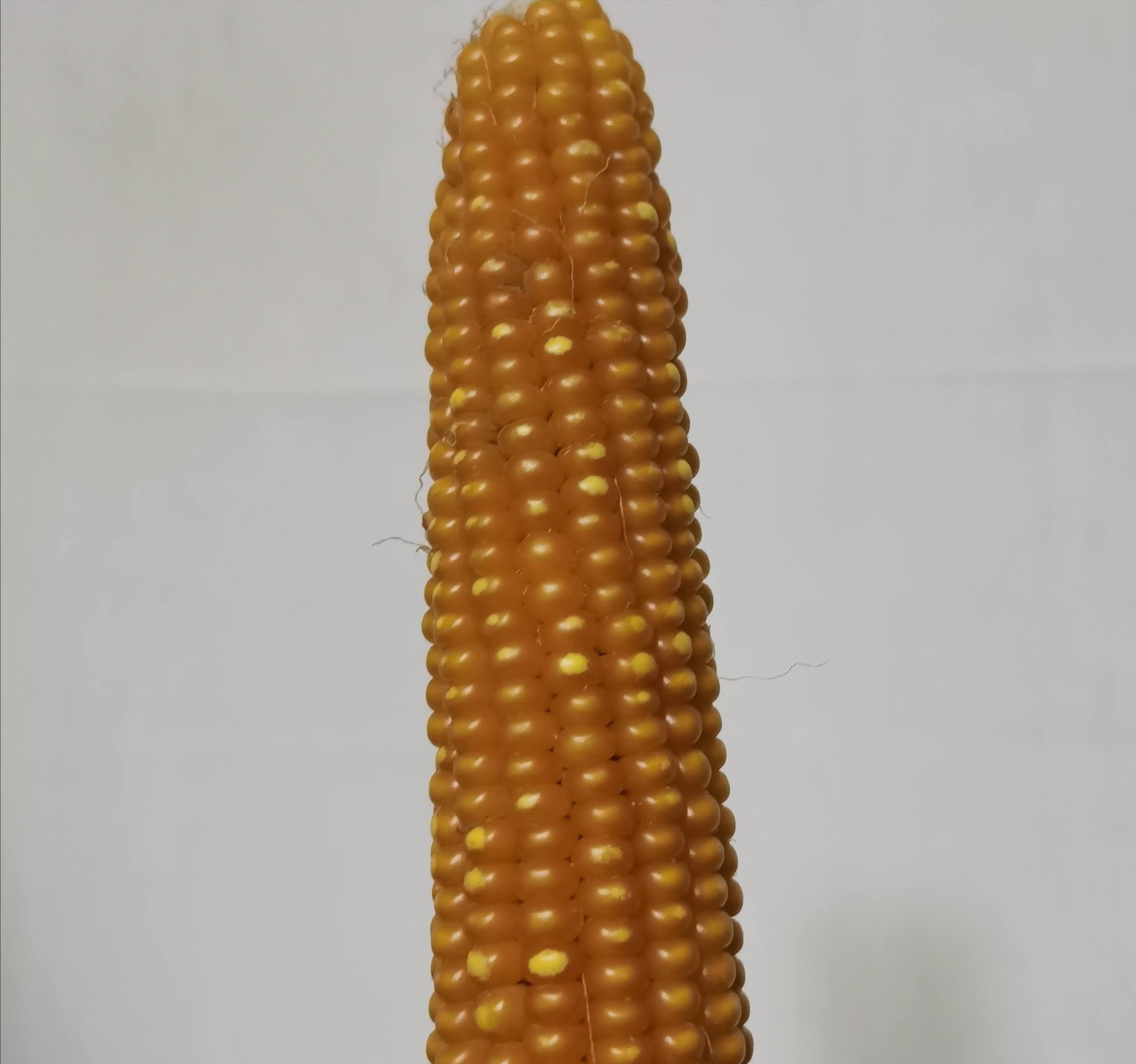 当地仅1人种植！专家下乡偶然发现，山西老汉为哄孩子种了几十年