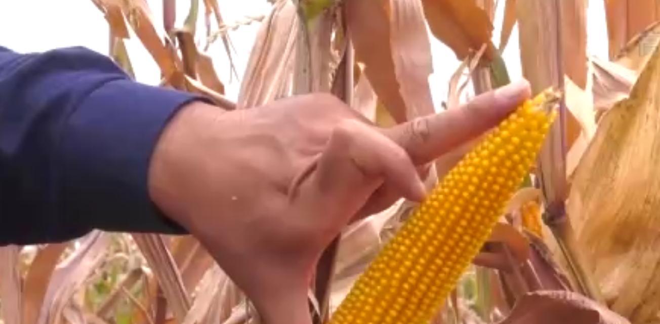 当地仅1人种植！专家下乡偶然发现，山西老汉为哄孩子种了几十年