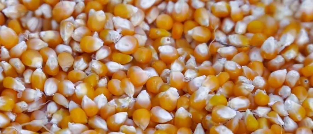 当地仅1人种植！专家下乡偶然发现，山西老汉为哄孩子种了几十年