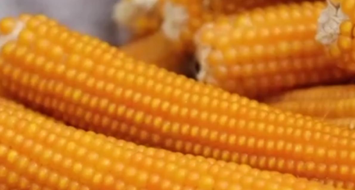 当地仅1人种植！专家下乡偶然发现，山西老汉为哄孩子种了几十年