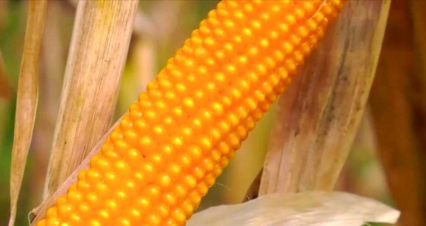 当地仅1人种植！专家下乡偶然发现，山西老汉为哄孩子种了几十年