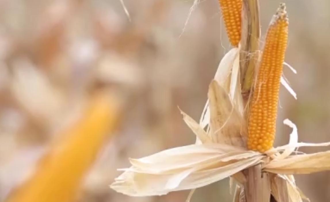 当地仅1人种植！专家下乡偶然发现，山西老汉为哄孩子种了几十年