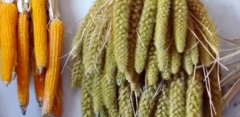 当地仅1人种植！专家下乡偶然发现，山西老汉为哄孩子种了几十年