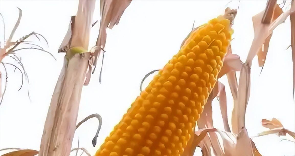 当地仅1人种植！专家下乡偶然发现，山西老汉为哄孩子种了几十年