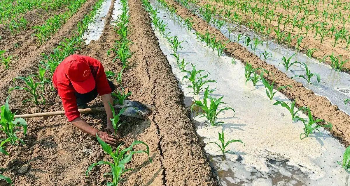 当地仅1人种植！专家下乡偶然发现，山西老汉为哄孩子种了几十年