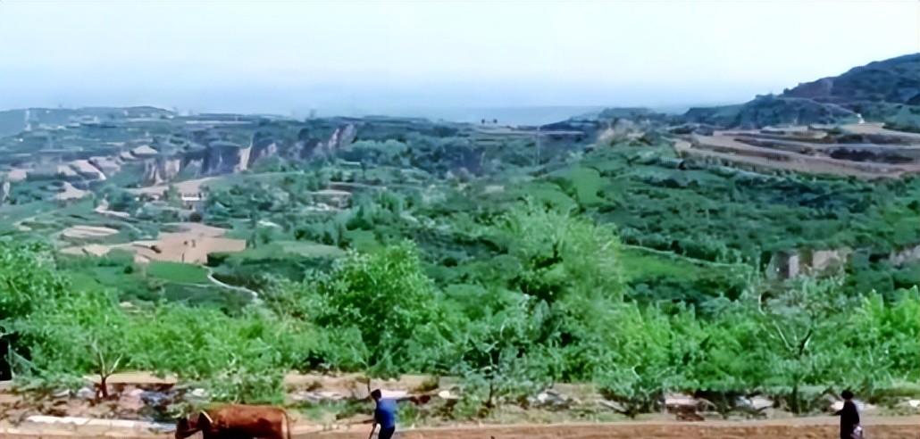 当地仅1人种植！专家下乡偶然发现，山西老汉为哄孩子种了几十年