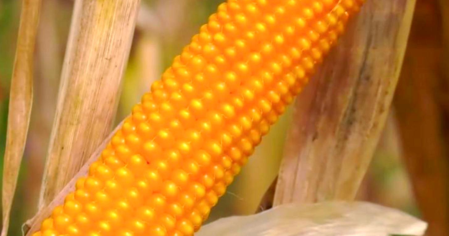 当地仅1人种植！专家下乡偶然发现，山西老汉为哄孩子种了几十年