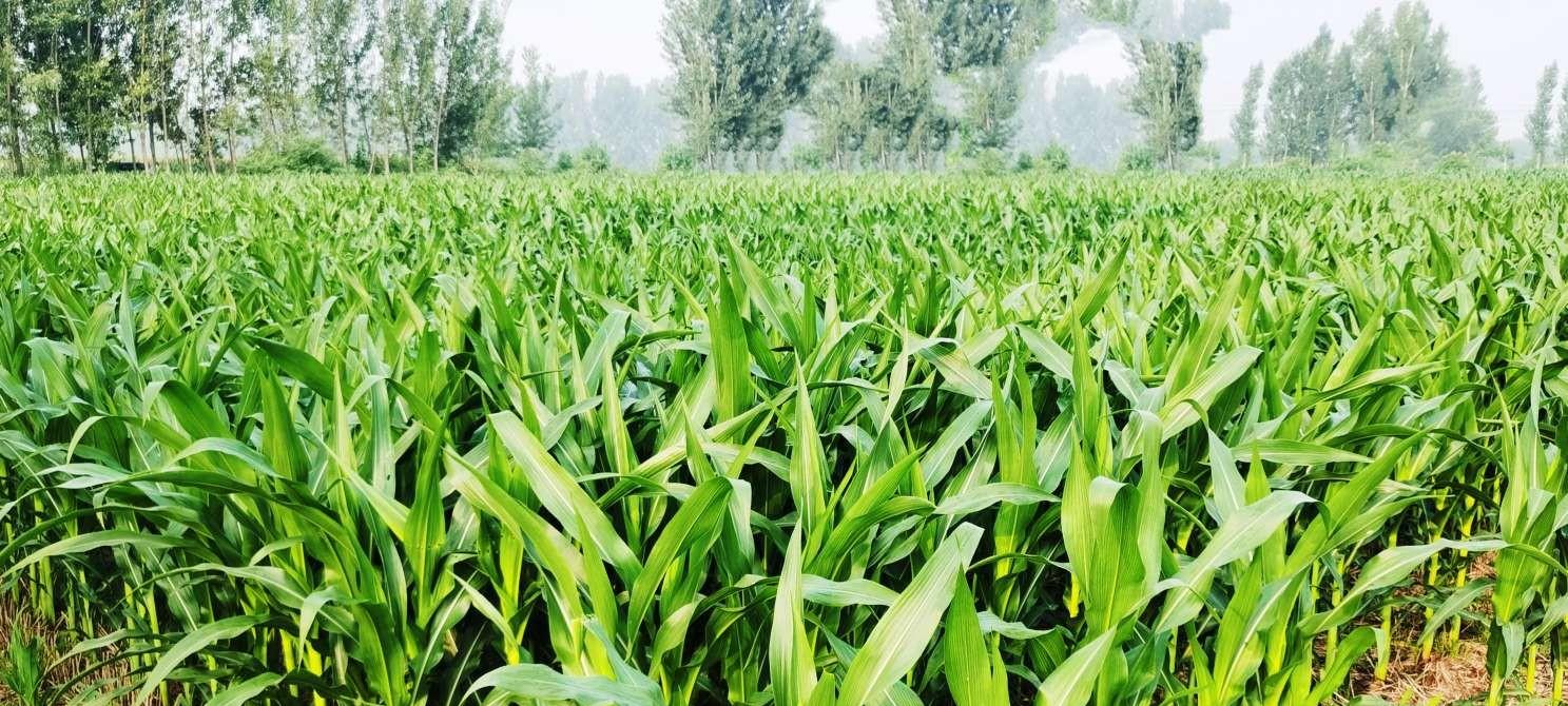 当地仅1人种植！专家下乡偶然发现，山西老汉为哄孩子种了几十年