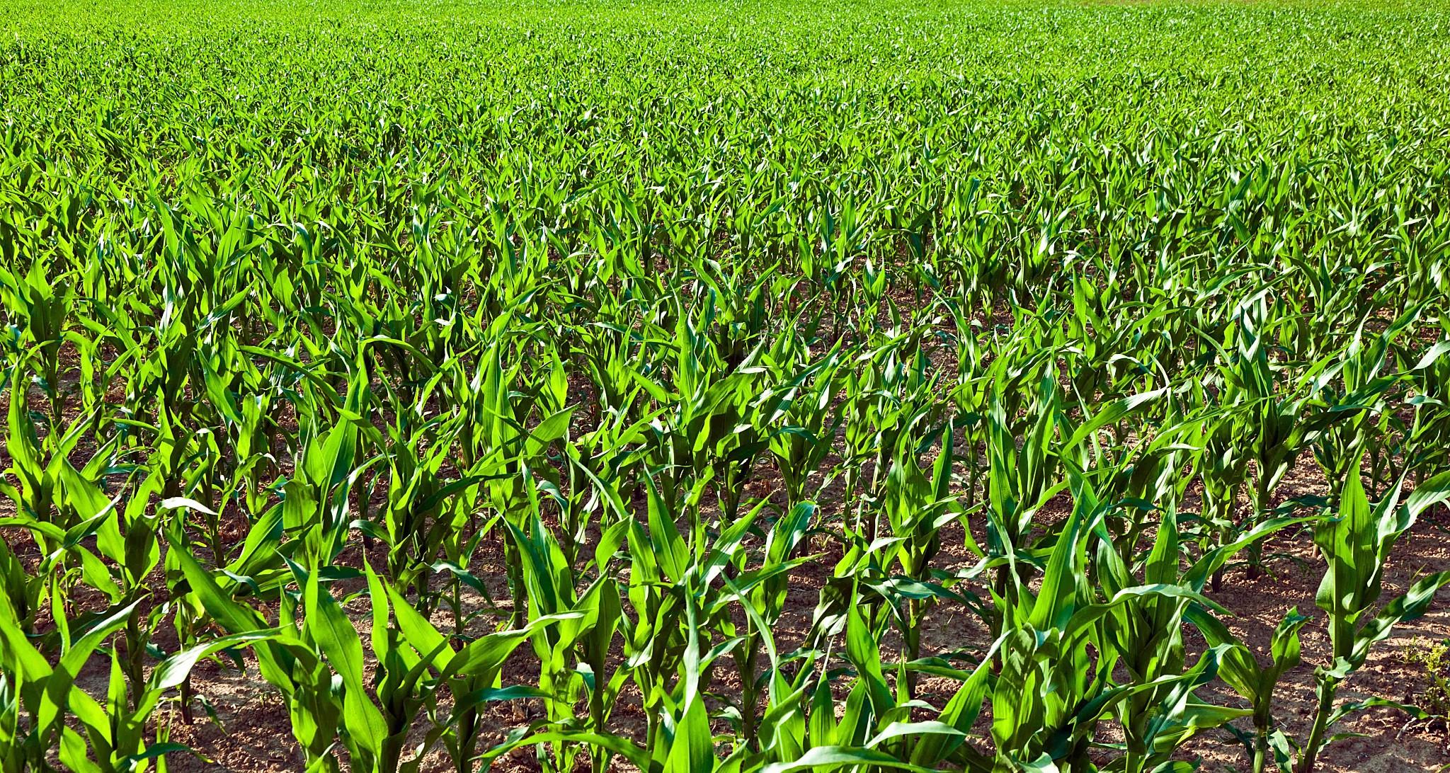 当地仅1人种植！专家下乡偶然发现，山西老汉为哄孩子种了几十年