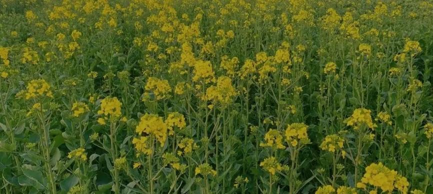 种油菜别太密，稀播才是正好