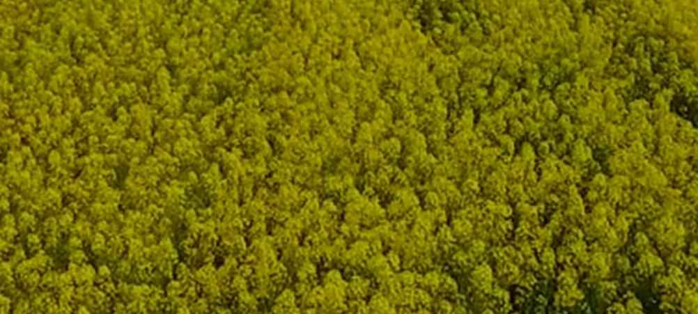 种油菜别太密，稀播才是正好