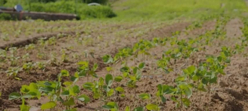 种油菜别太密,稀播才是正好