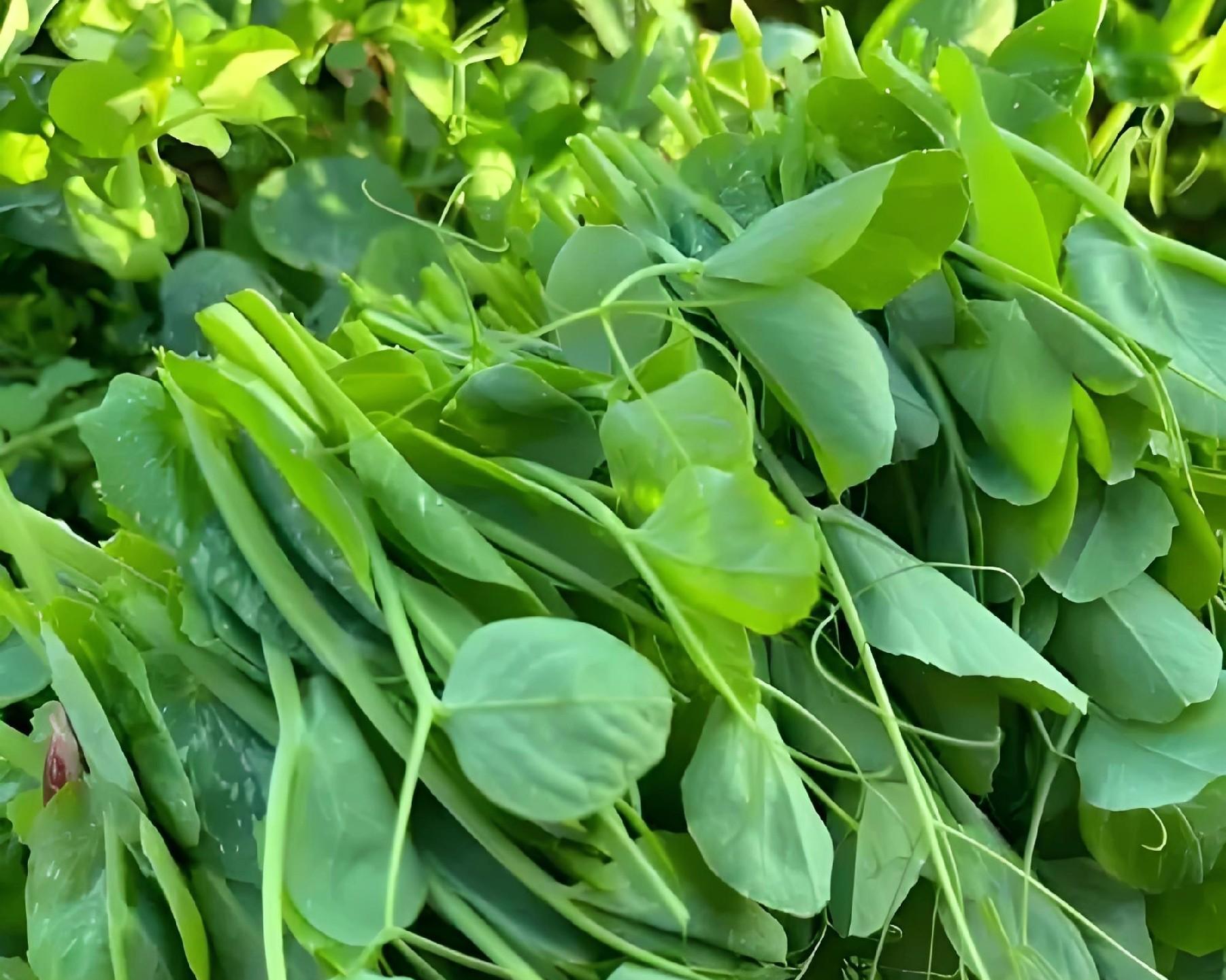 立冬种豌豆晚不晚？3种情况对号入座，现在动手还能吃一冬天！