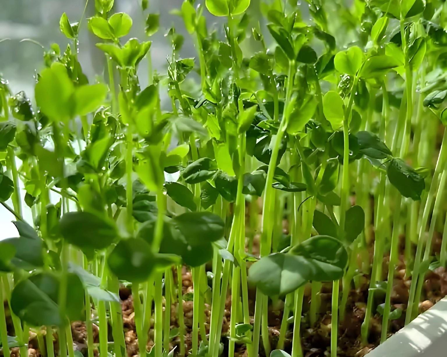 立冬种豌豆晚不晚？3种情况对号入座，现在动手还能吃一冬天！