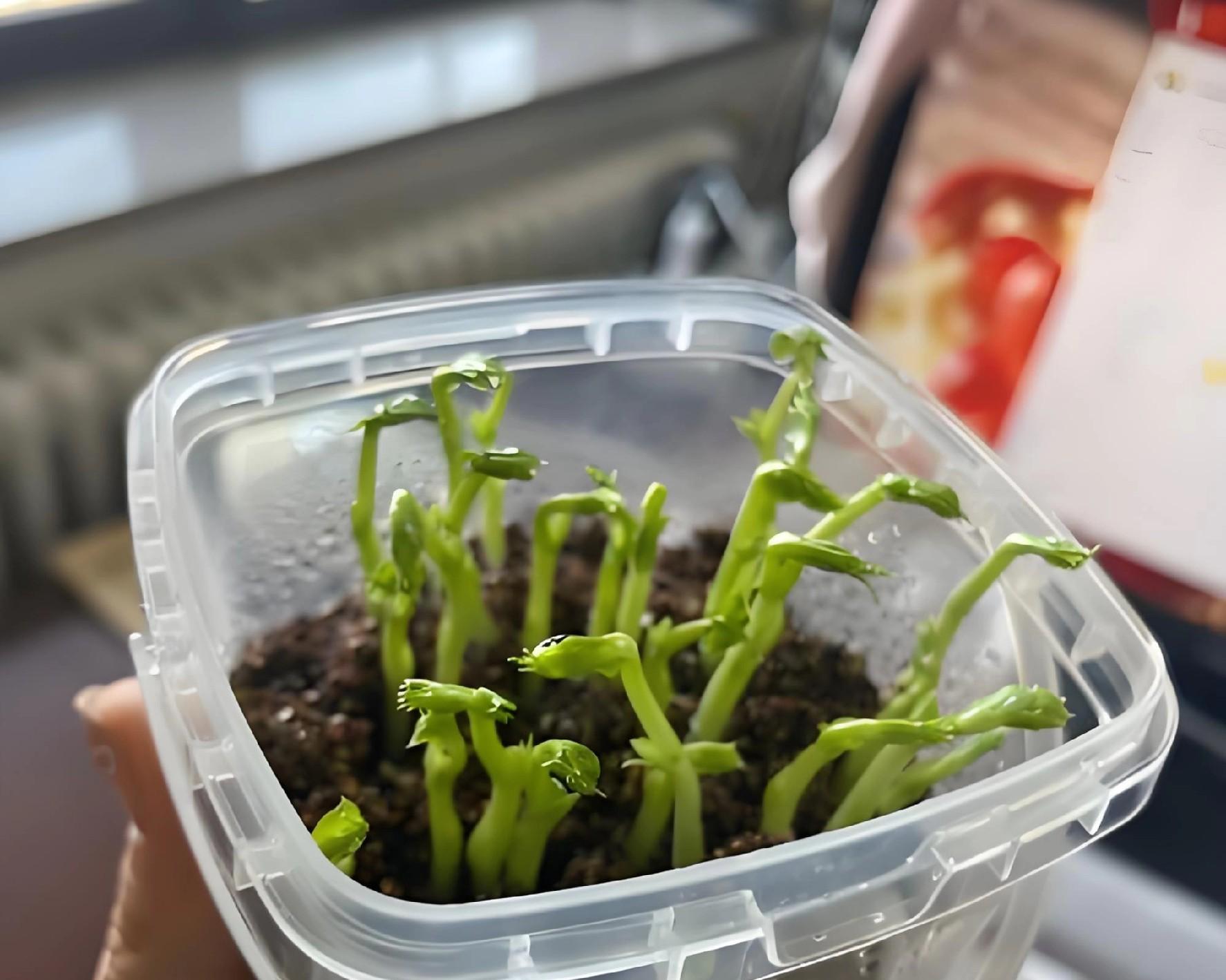 立冬种豌豆晚不晚？3种情况对号入座，现在动手还能吃一冬天！