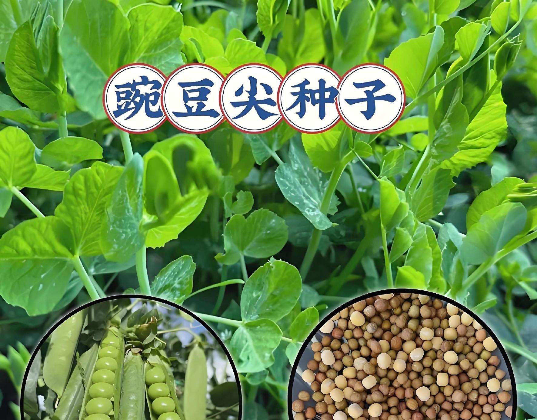 立冬种豌豆晚不晚？3种情况对号入座，现在动手还能吃一冬天！