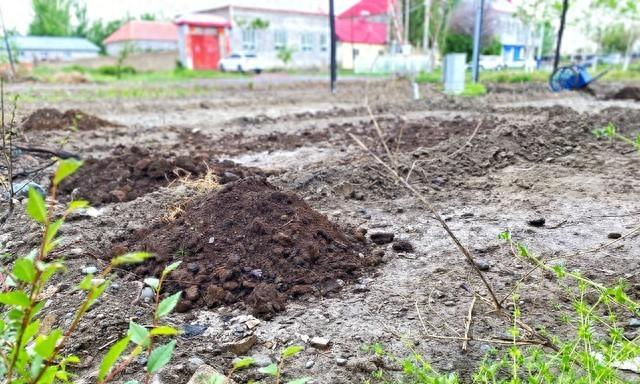 有机肥需要发酵多长时间?各种肥料用后几天见效?有效期各多长?