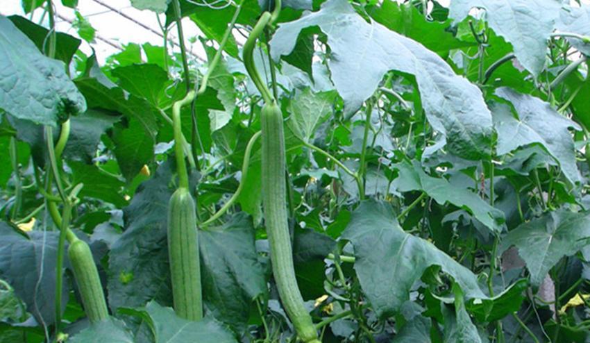 有机肥需要发酵多长时间？各种肥料用后几天见效？有效期各多长？