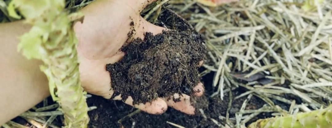 毒营养土坑苦种菜人!教你3招辨别,自制配方更安心,种菜先养土