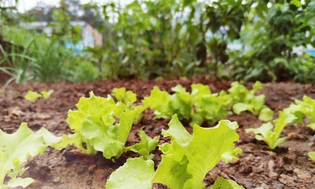 毒营养土坑苦种菜人！教你3招辨别，自制配方更安心，种菜先养土