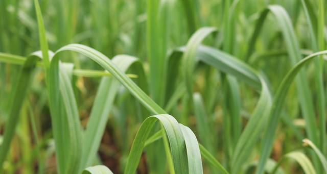 大雪封地前，蒜农做好这4件事！来年蒜头产量翻番，就靠这几天！