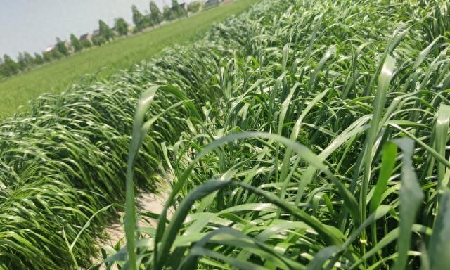 大雪封地前,蒜农做好这4件事!来年蒜头产量翻番,就靠这几天!