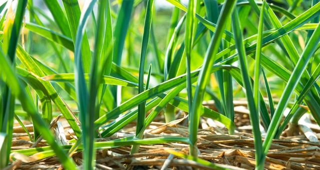 大雪封地前，蒜农做好这4件事！来年蒜头产量翻番，就靠这几天！