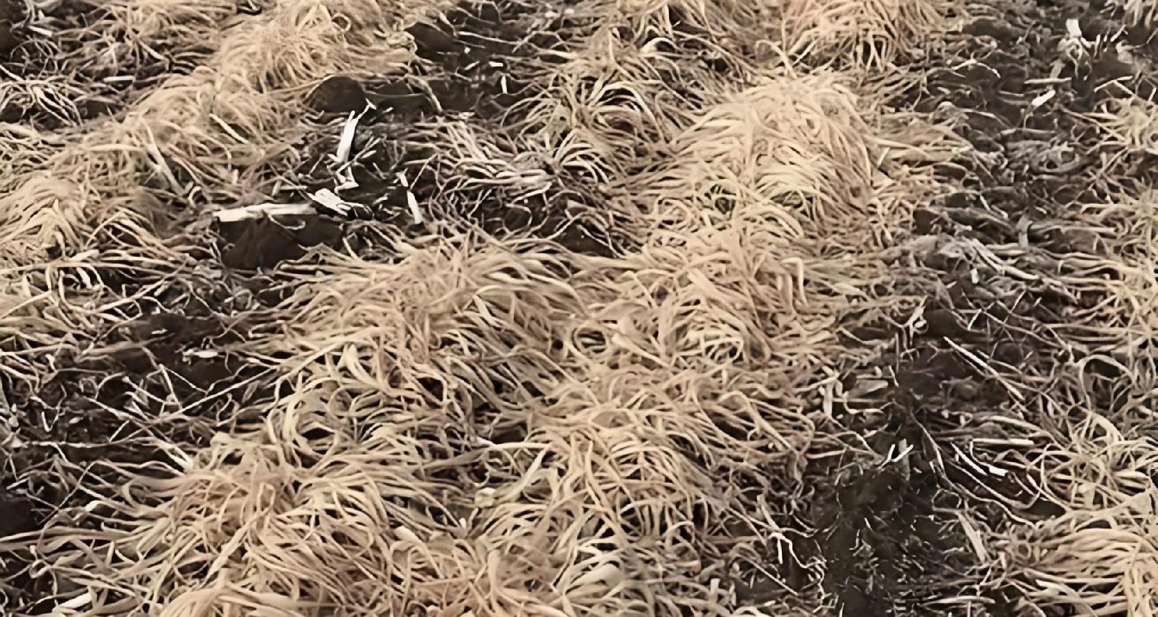 今天立冬！小麦出苗迎“3大生死劫”！农民别慌，2招保苗安全过冬