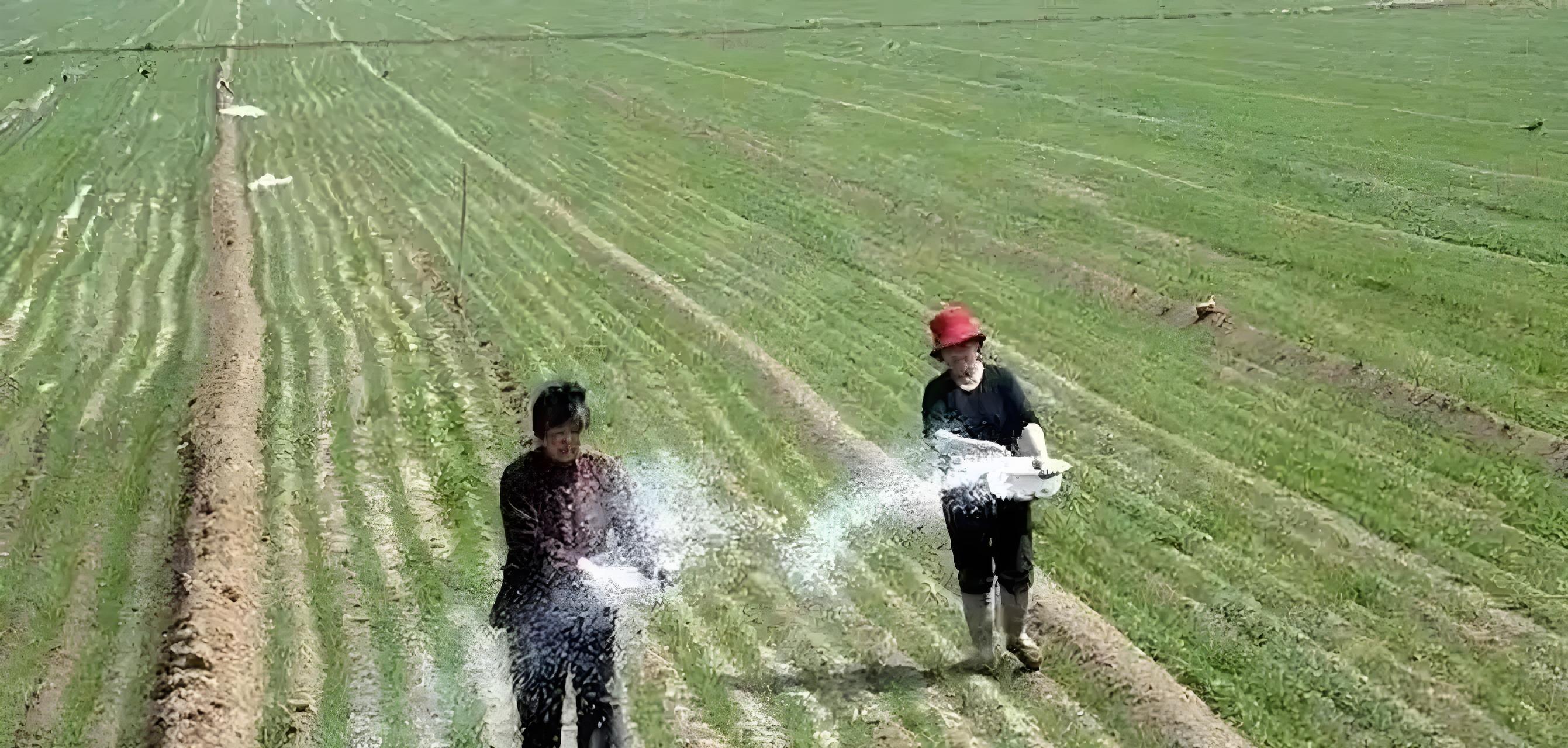 今天立冬！小麦出苗迎“3大生死劫”！农民别慌，2招保苗安全过冬