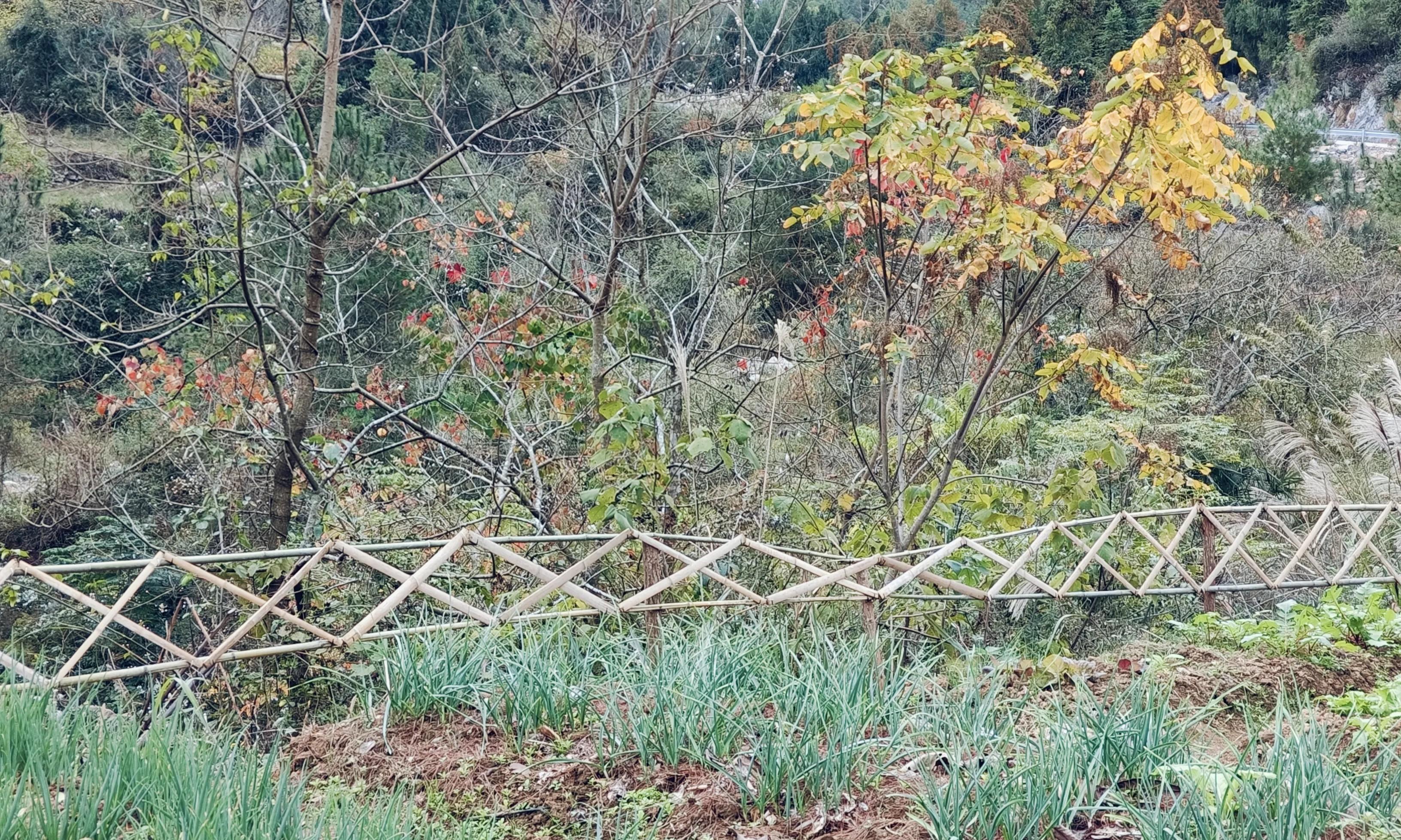 种菜久了,对身体有什么好处?没想到种菜一年以上的人都后悔了