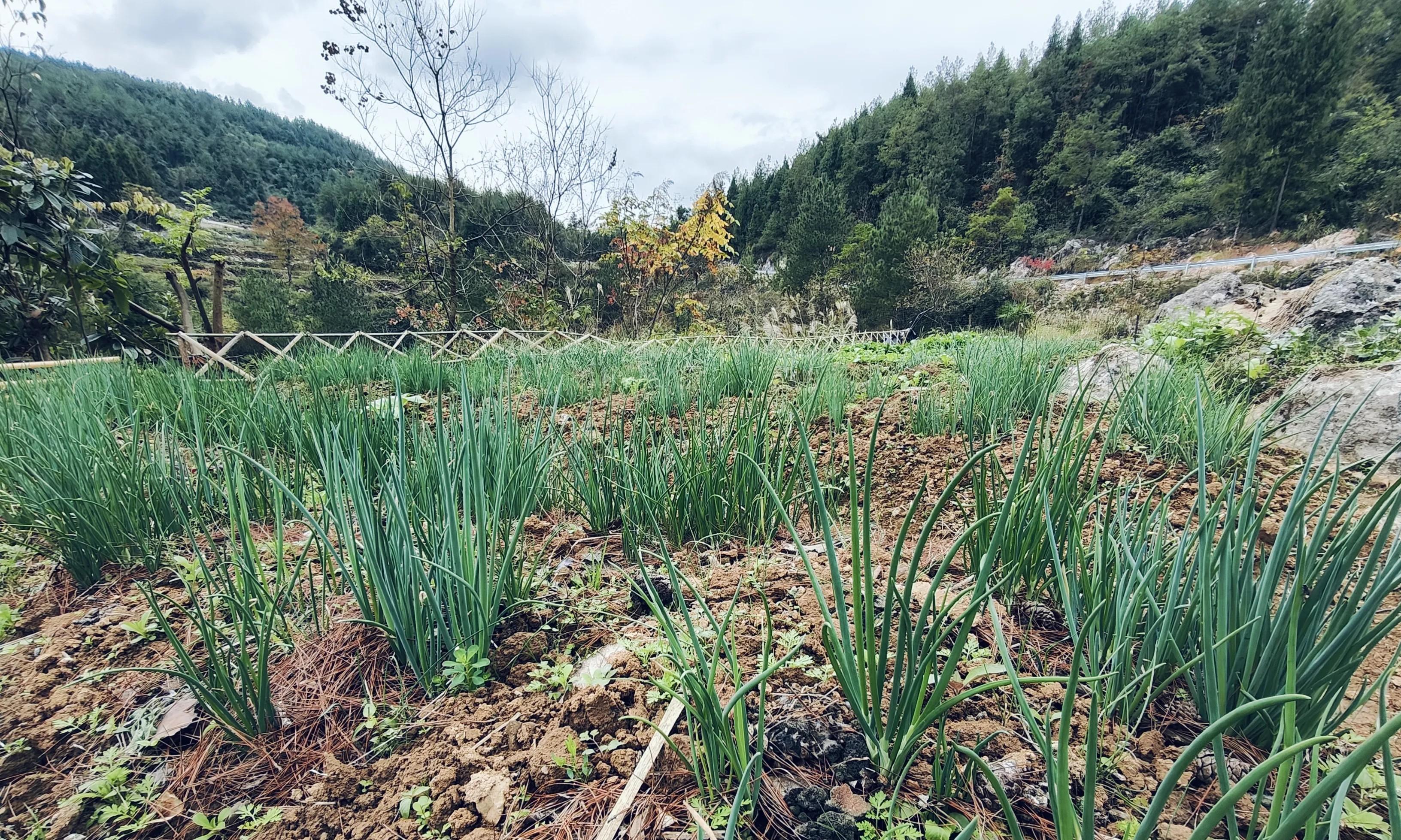 种菜久了，对身体有什么好处？没想到种菜一年以上的人都后悔了