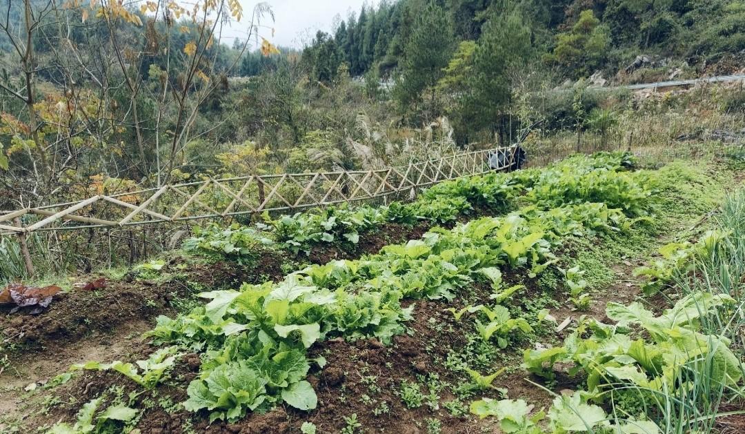 种菜久了，对身体有什么好处？没想到种菜一年以上的人都后悔了
