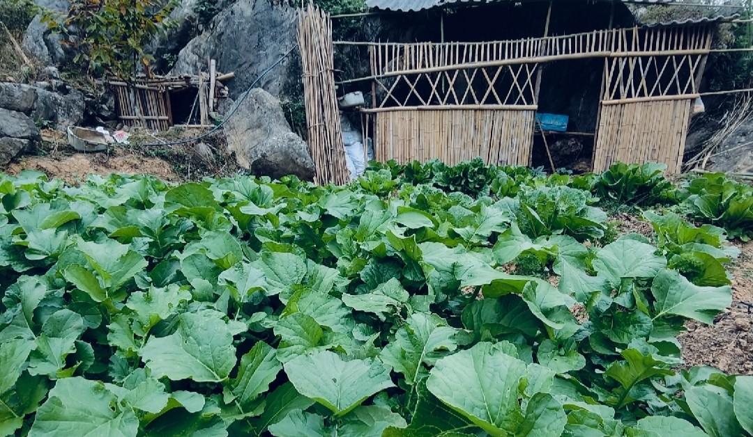 种菜久了，对身体有什么好处？没想到种菜一年以上的人都后悔了