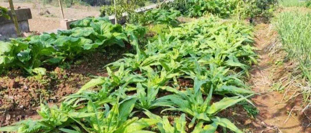 种菜久了，对身体有什么好处？没想到种菜一年以上的人都后悔了