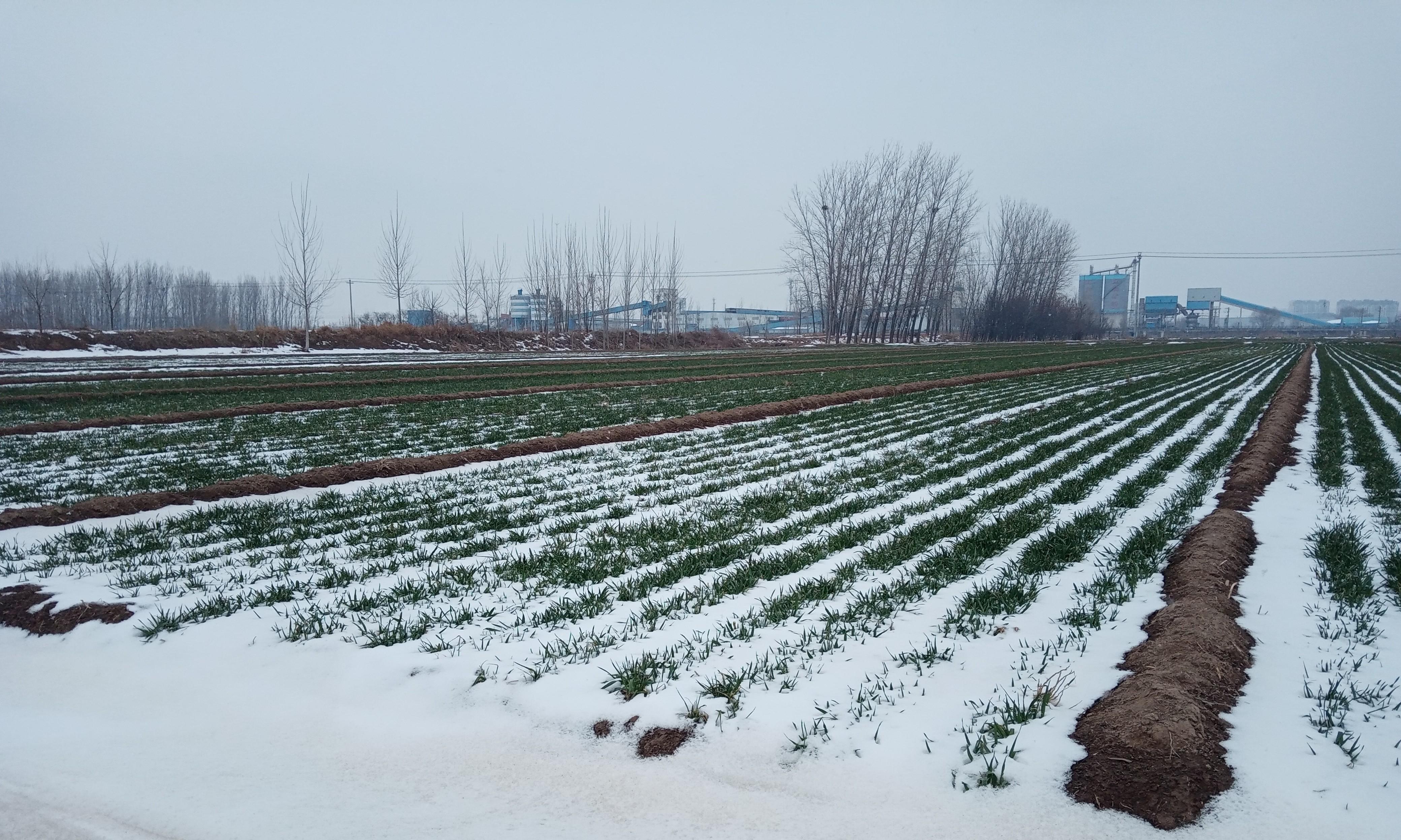 “立冬逢午，春节雪捂”，2026年春节雪多吗？立冬的时间有预兆