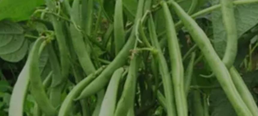 叶菜长得慢别愁！自制这种肥，28天叶片嫩厚，新手也能成大神