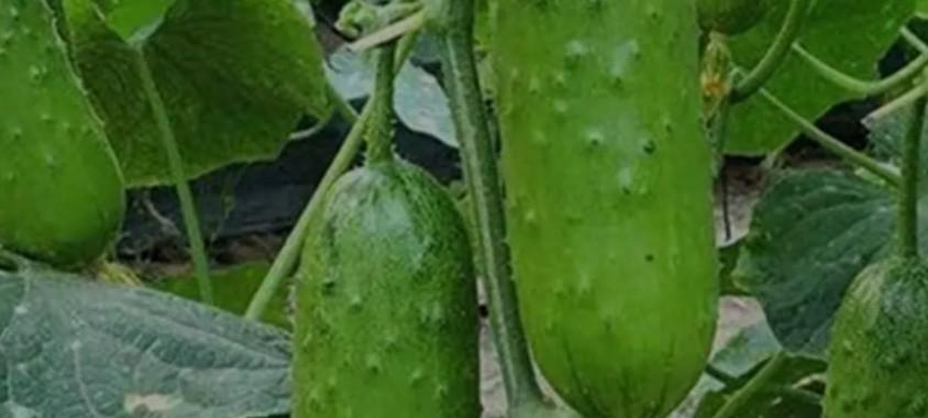 叶菜长得慢别愁!自制这种肥,28天叶片嫩厚,新手也能成大神