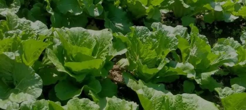 叶菜长得慢别愁！自制这种肥，28天叶片嫩厚，新手也能成大神