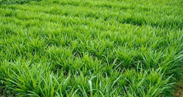 韭菜入冬“三件套”:培土、施肥、剪老叶,一步都不能少!