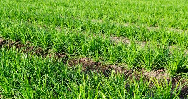 韭菜入冬“三件套”：培土、施肥、剪老叶，一步都不能少！