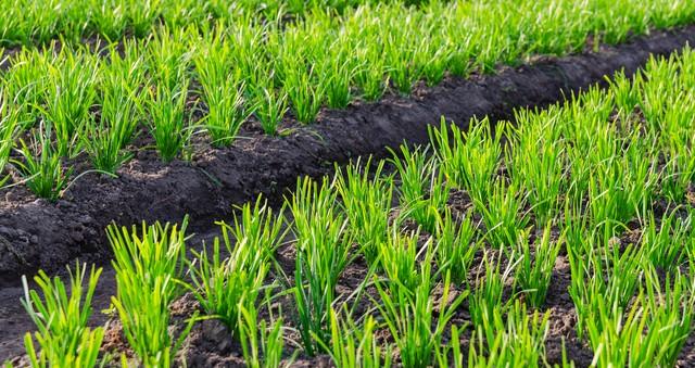 韭菜入冬“三件套”：培土、施肥、剪老叶，一步都不能少！