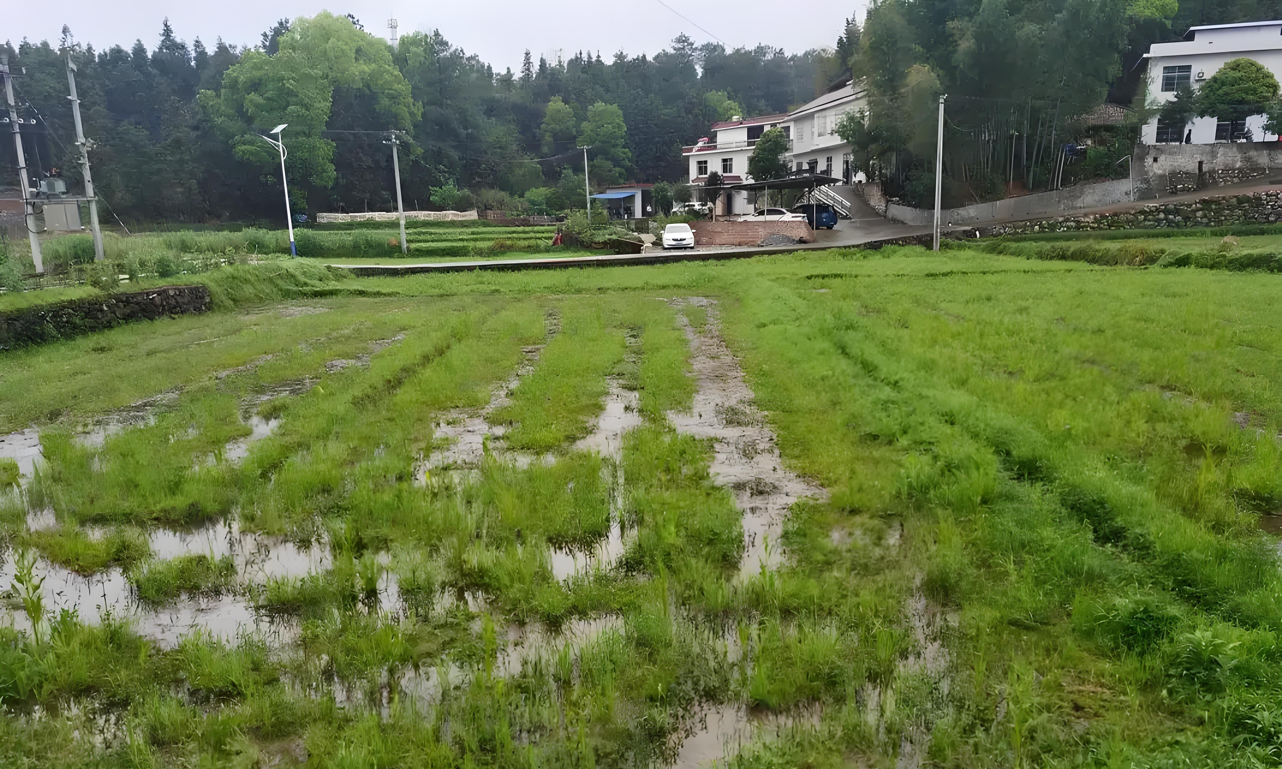 立冬下雨是福是祸？老农：这5类蔬菜抓紧种，来年开春赚翻天！