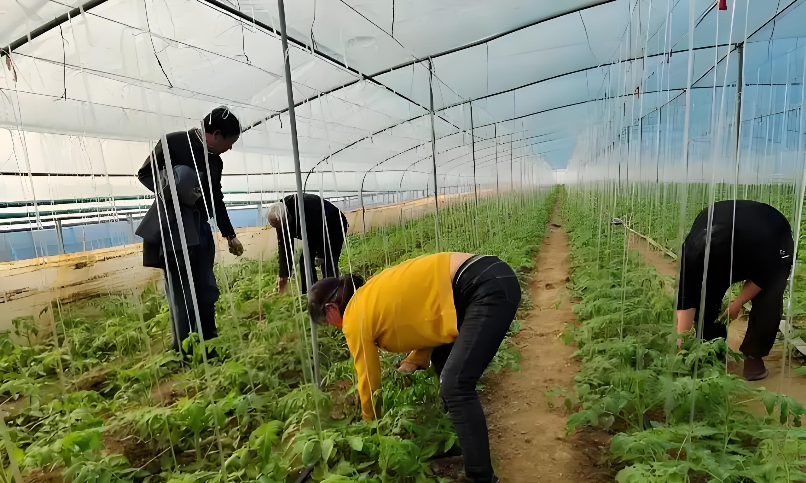 立冬下雨是福是祸？老农：这5类蔬菜抓紧种，来年开春赚翻天！