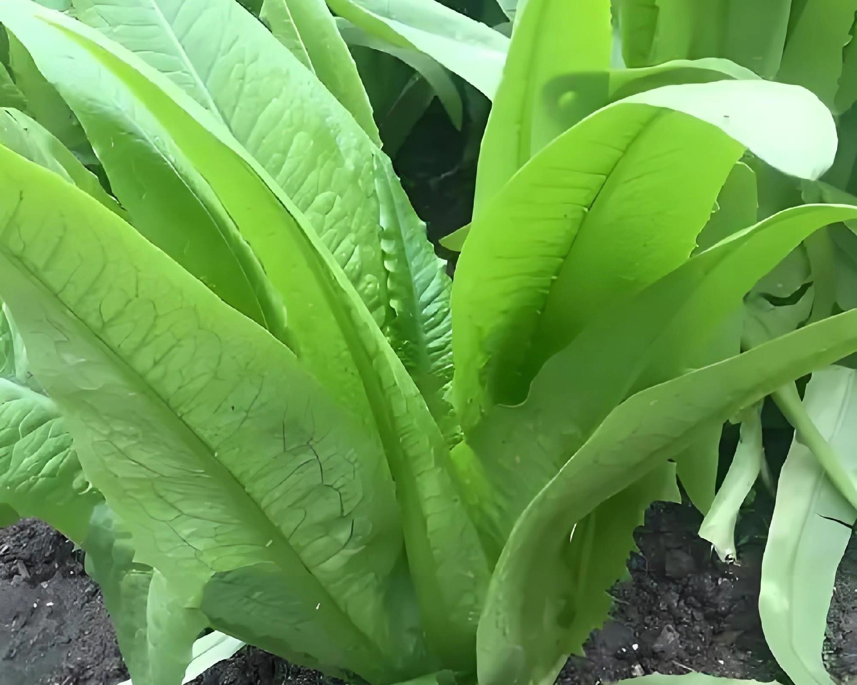 立冬下雨是福是祸？老农：这5类蔬菜抓紧种，来年开春赚翻天！