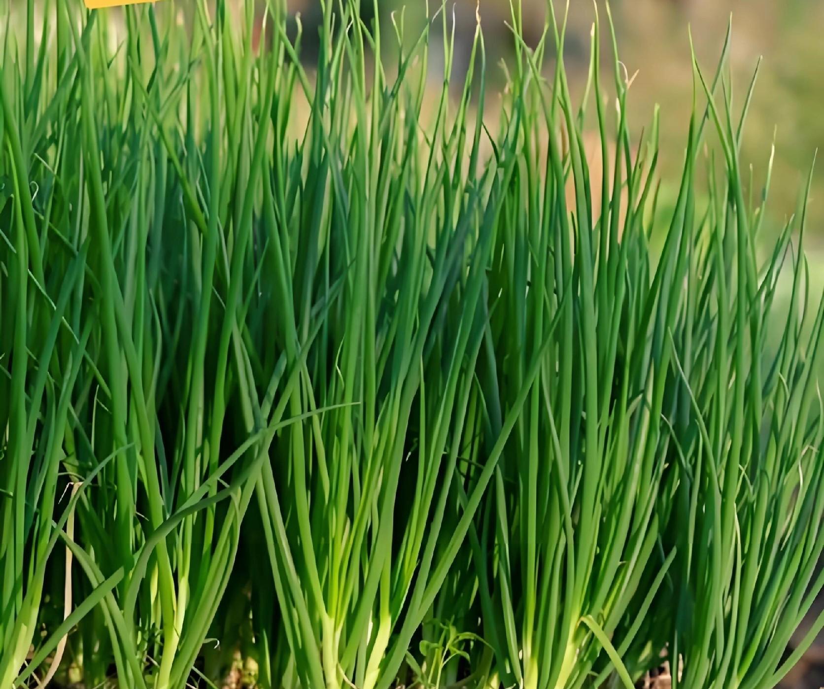 立冬下雨是福是祸？老农：这5类蔬菜抓紧种，来年开春赚翻天！