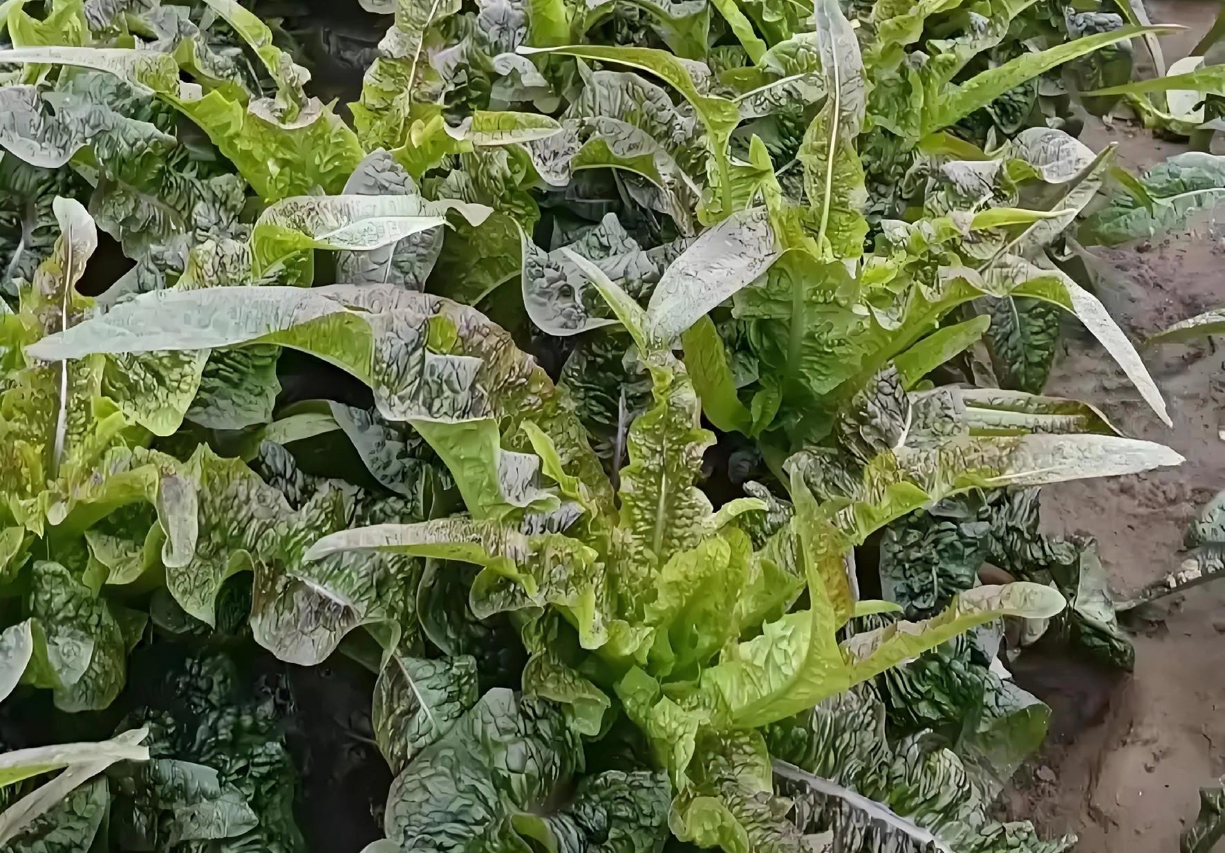 立冬下雨是福是祸？老农：这5类蔬菜抓紧种，来年开春赚翻天！