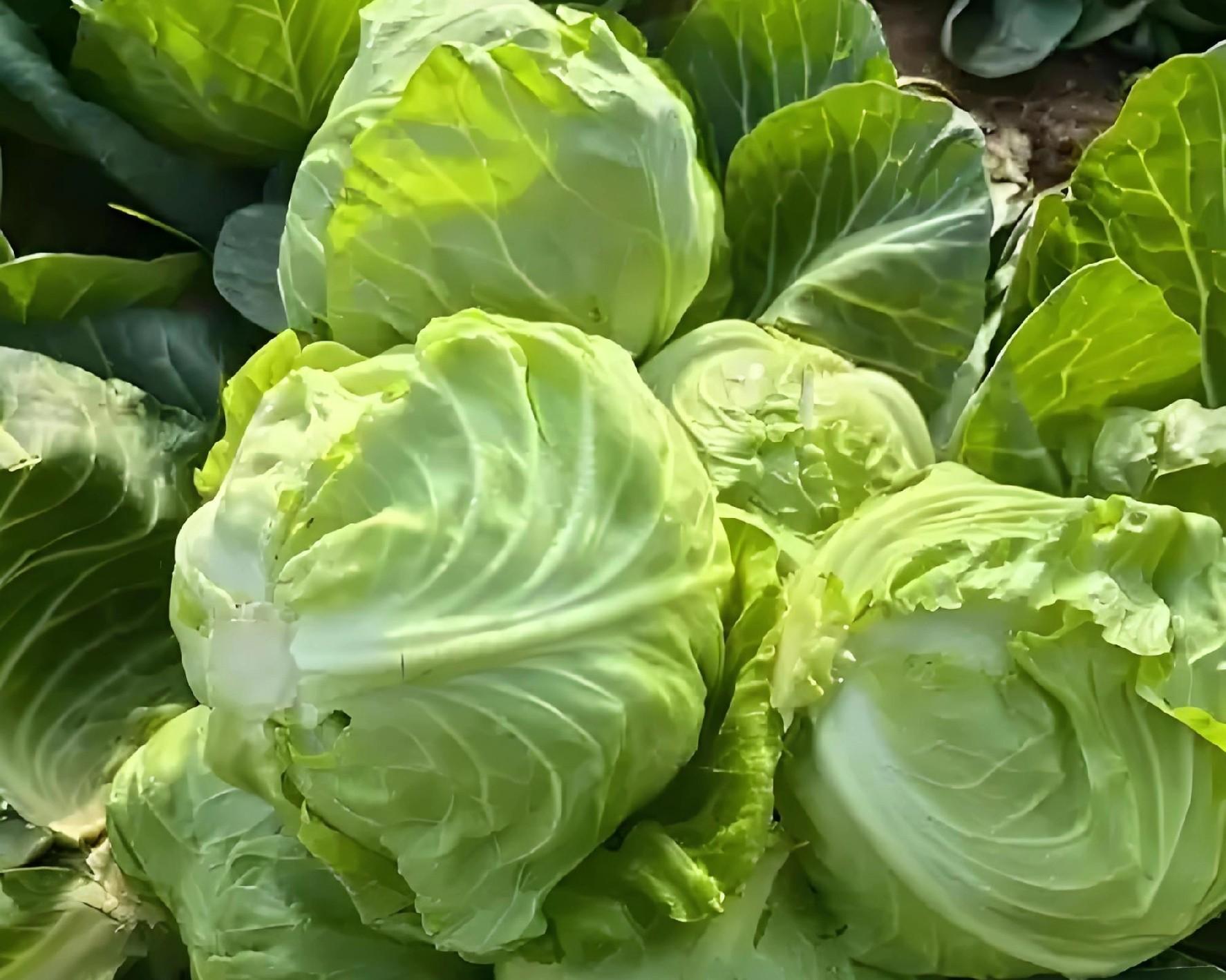 立冬下雨是福是祸？老农：这5类蔬菜抓紧种，来年开春赚翻天！