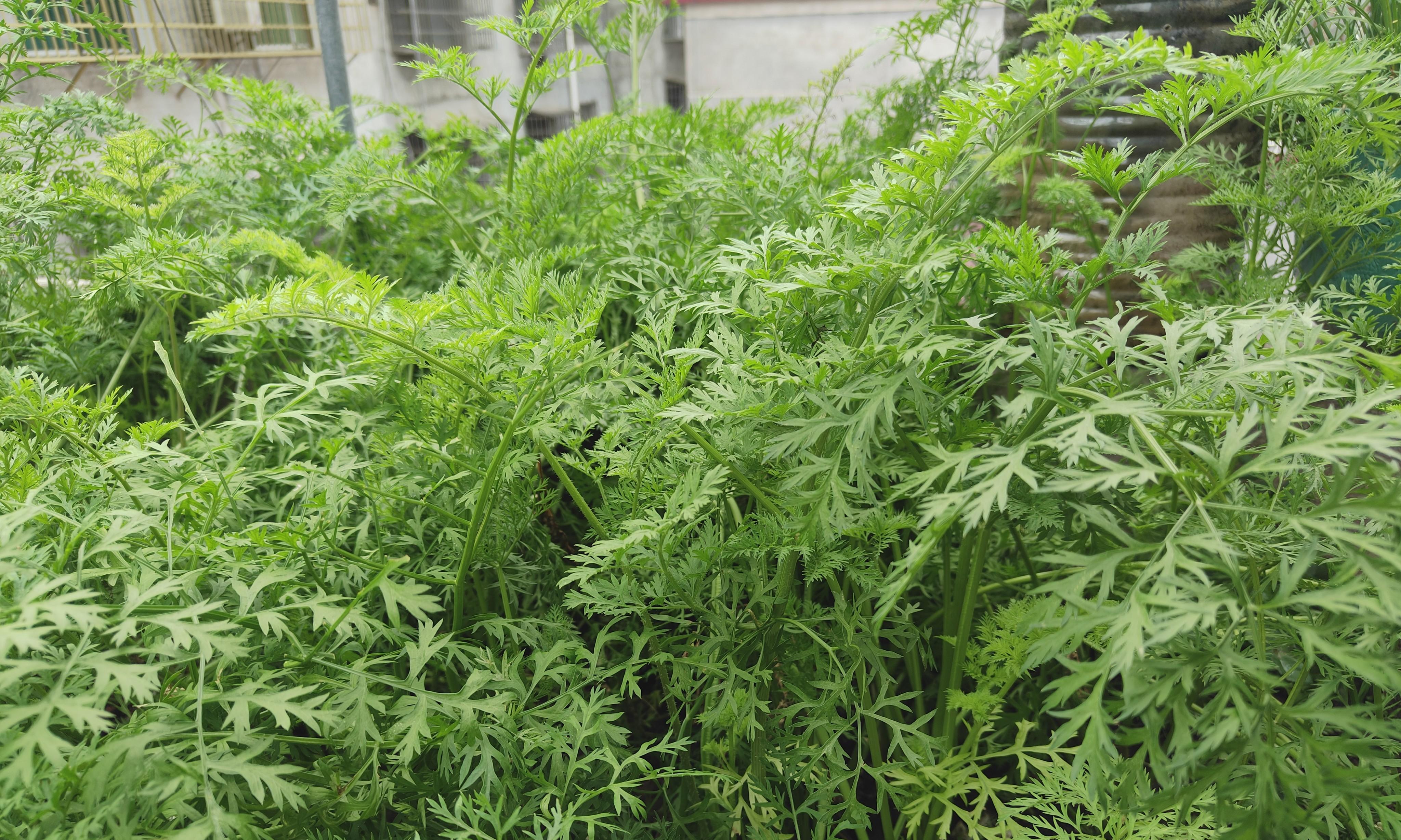 立冬后胡萝卜还没长大？试试这3个方法，能让胡萝卜又大又甜