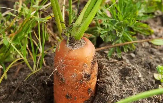 立冬后胡萝卜还没长大？试试这3个方法，能让胡萝卜又大又甜