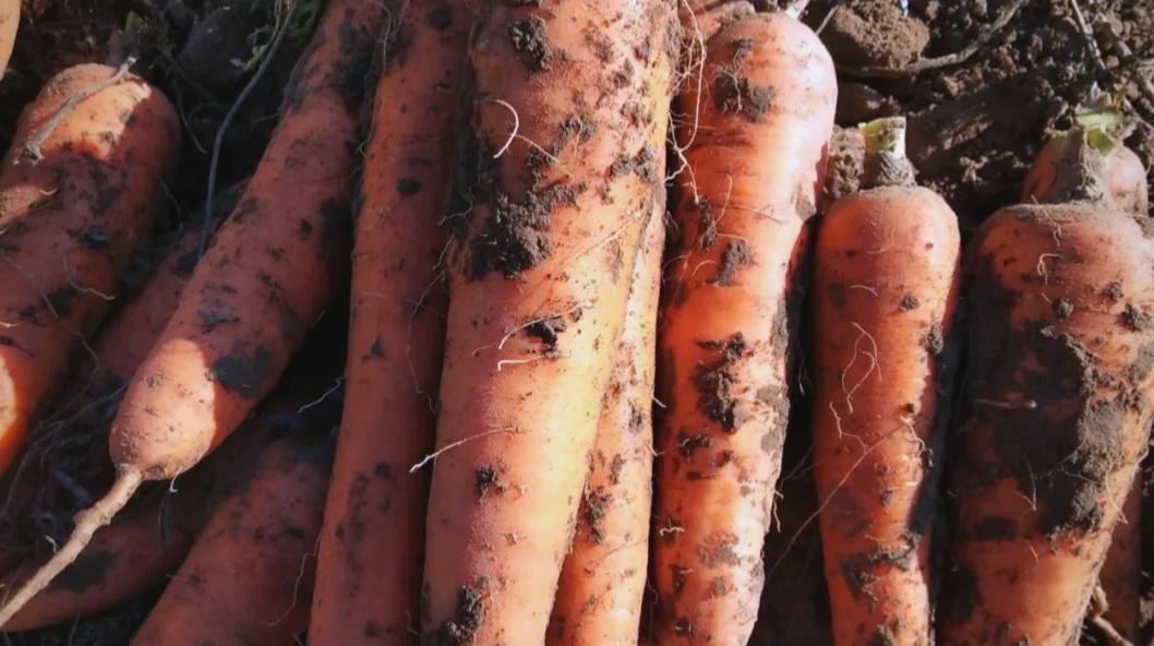 立冬后胡萝卜还没长大？试试这3个方法，能让胡萝卜又大又甜